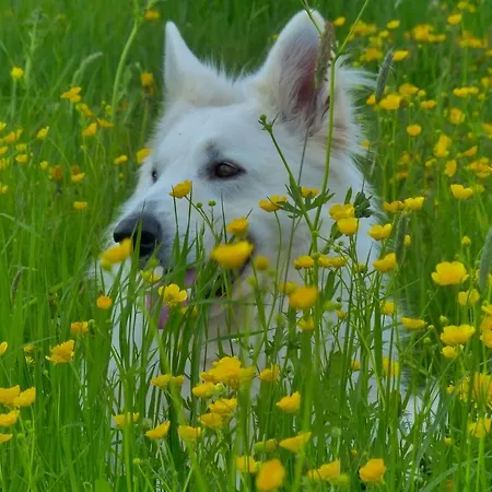 Hotel Ringhotel Hasen 4*